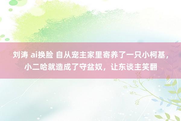 刘涛 ai换脸 自从宠主家里寄养了一只小柯基，小二哈就造成了守盆奴，让东谈主笑翻