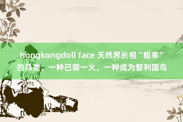 hongkongdoll face 天然界长相“粗率”的鸟类